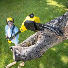Best Palm Tree Trimming  in Lakeview Estates, GA