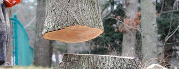 Best Fruit Tree Pruning  in Lakeview Estates, GA