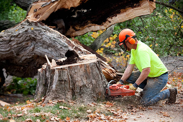 Best Stump Grinding and Removal  in Lakeview Estates, GA