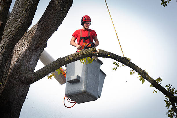 Best Utility Line Clearance  in Lakeview Estates, GA